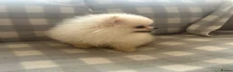 Pomeranian dogs for sale: pomarain pups - Advert 15
