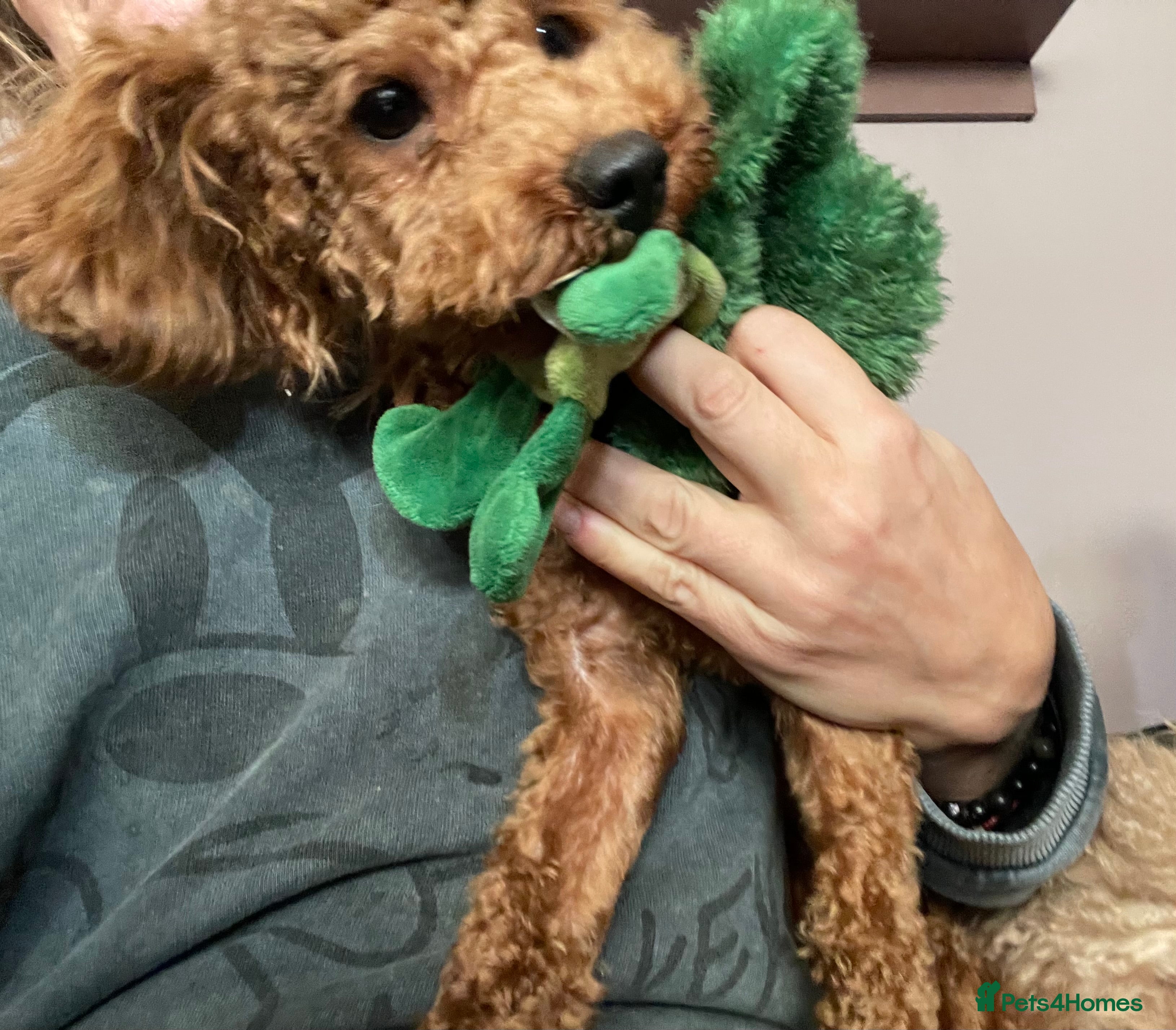 Toy Poodle dogs 🧸Stunning kc red tiny toy poodles mini bears 🧸  - Advert 7