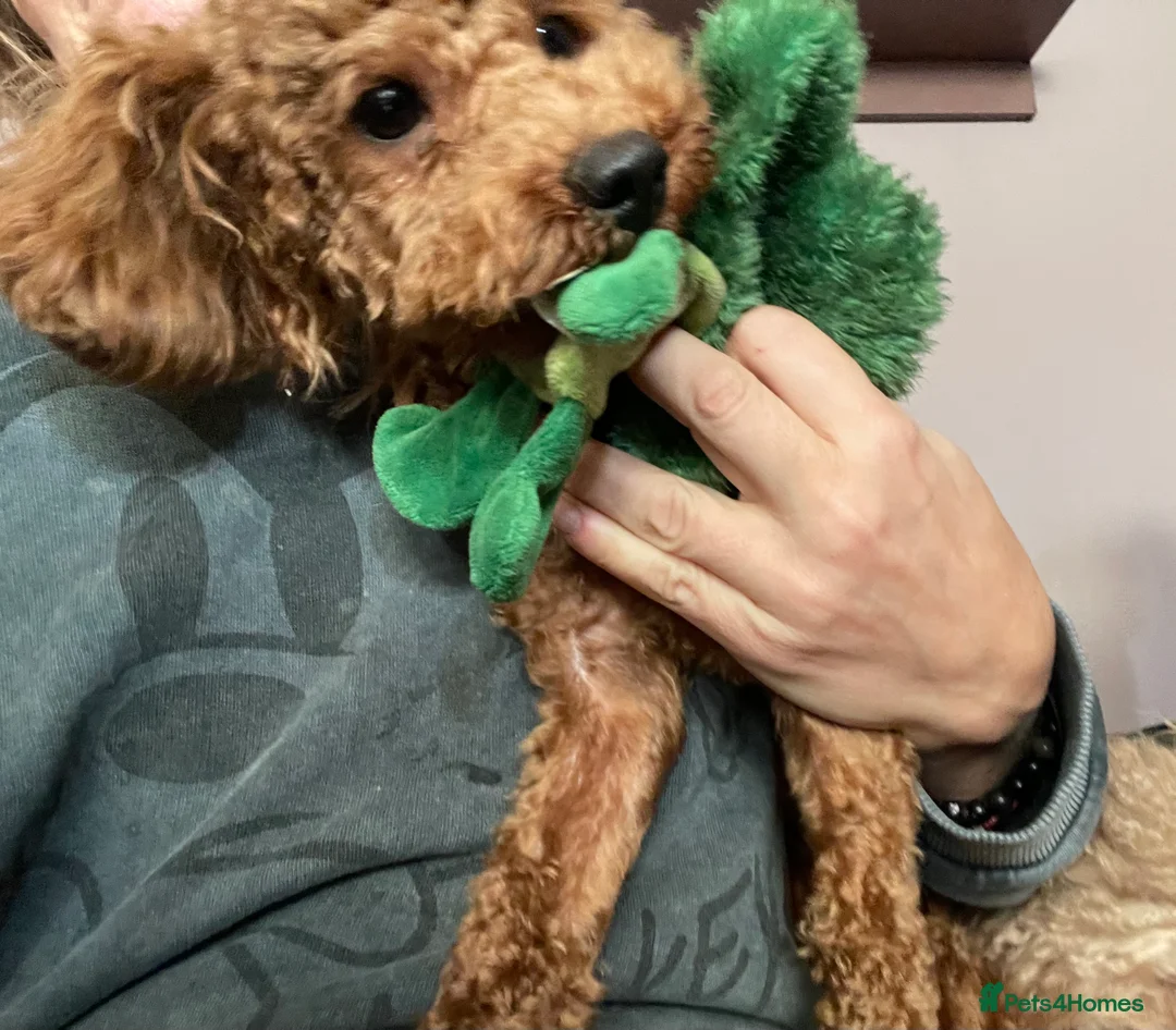 Toy Poodle dogs for sale: 🧸Stunning kc red tiny toy poodles mini bears 🧸  - Advert 1