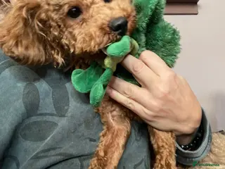 Toy Poodle dogs 🧸Stunning kc red tiny toy poodles mini bears 🧸 - Advert 7