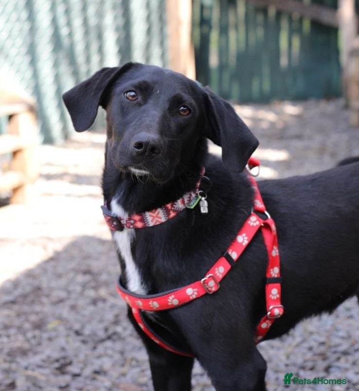 Mixed Breed dogs ❤️🐶 KELLY – A TREASURE QUIETLY BY YOUR SIDE 🐶❤️ - Advert 17