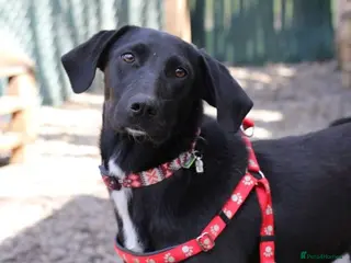 Mixed Breed dogs โค๏ธ๐ถ KELLY โ A TREASURE QUIETLY BY YOUR SIDE ๐ถโค๏ธ - Advert 17