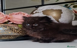 Persian cats for sale: Beautiful persian kittens  - Image 23