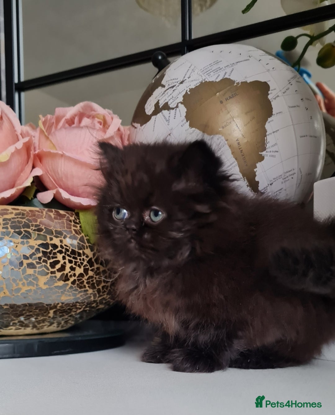 Persian cats for sale: Beautiful persian kittens  - Image 23
