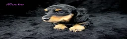 Miniature Dachshund dogs for sale: 🌟Dapple & Black Tan PRA Clear KC reg – June 26🌟 - Advert 8