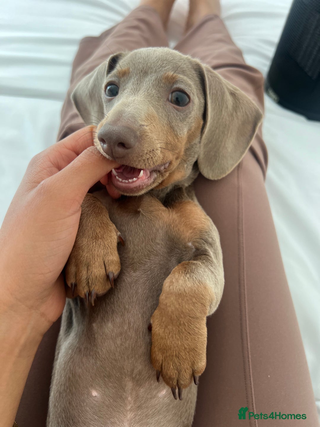 Miniature Dachshund dogs for sale: Miniature Dachshund For Sale - Image 3