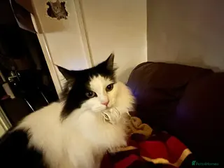 Mixed Breed cats My name is Tilly & I am 6 - Advert 1