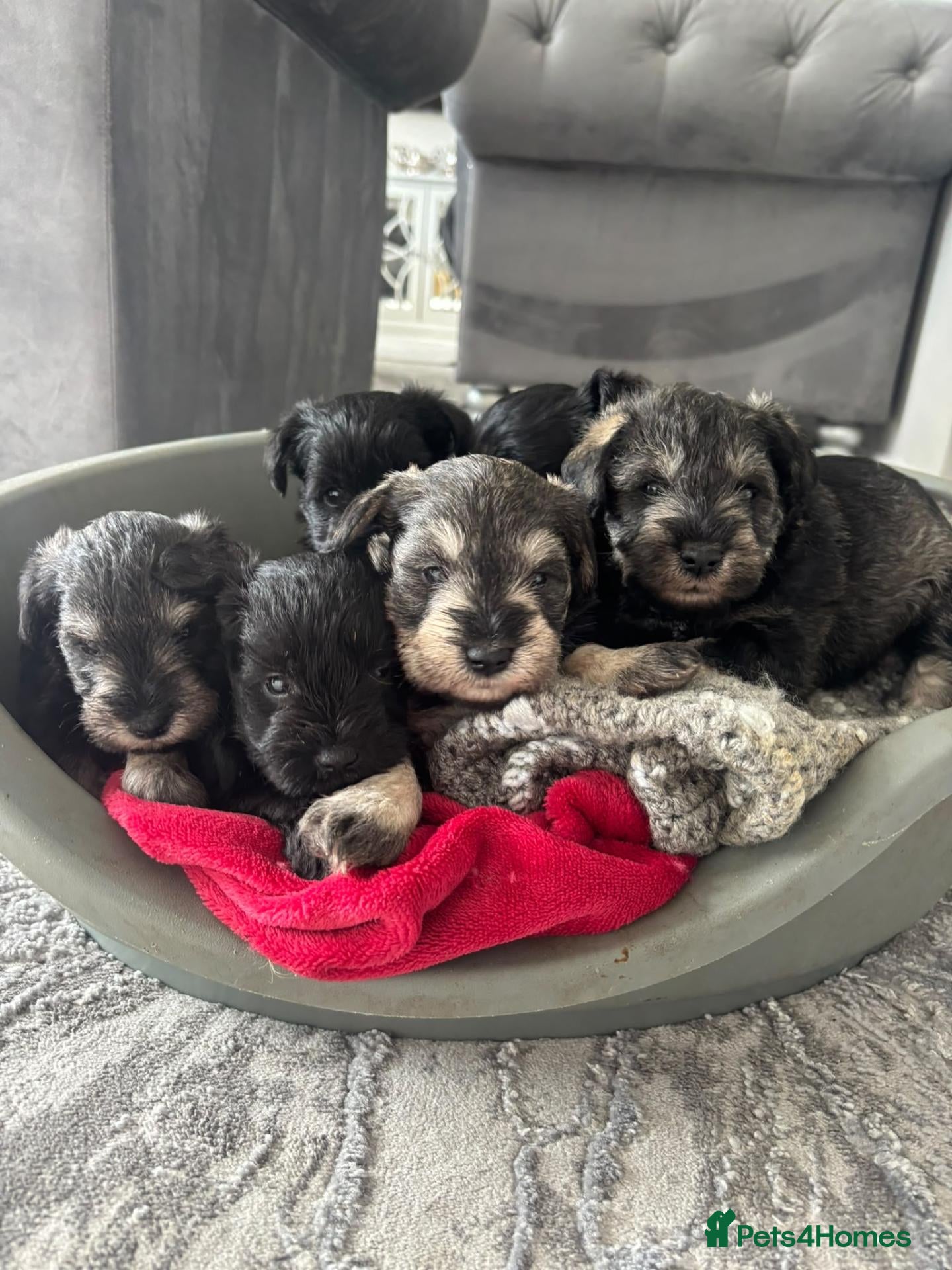 Miniature Schnauzer dogs for sale: Miniature schnauzers - Advert 1