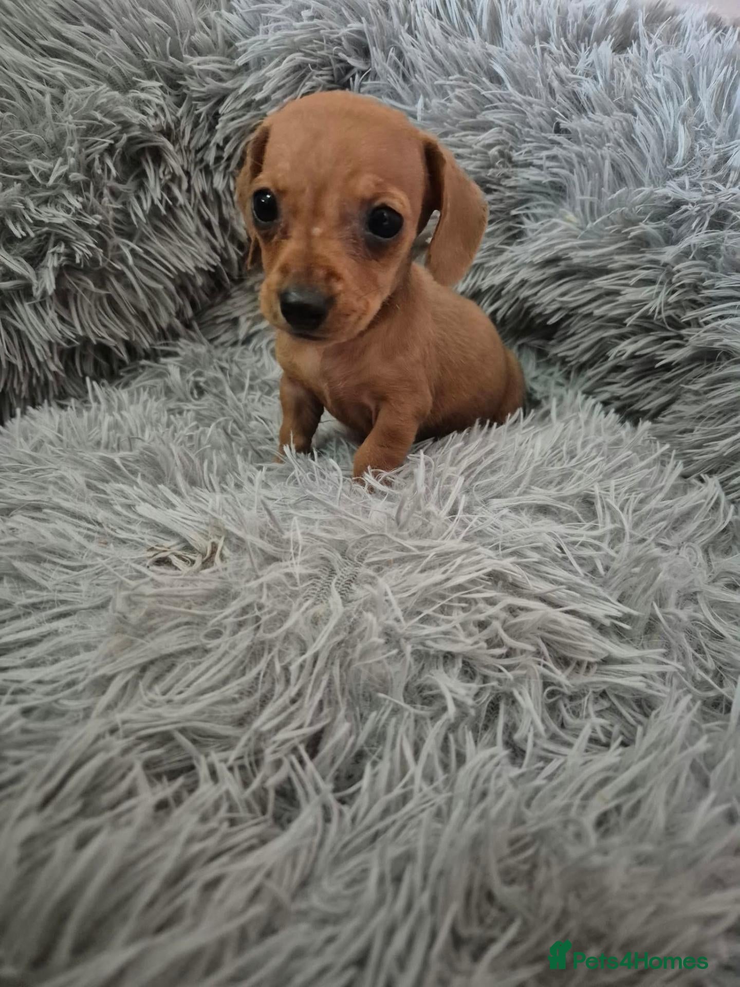 Miniature Dachshund dogs Dachsund puppies ready end of oct  - Advert 2