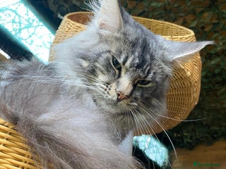 Maine Coon cats in Grantham - Advert 1