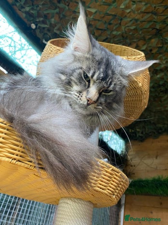 Maine Coon cats in Grantham - Advert 19