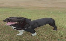 Sprollie dogs for stud: Rocket - Image 3