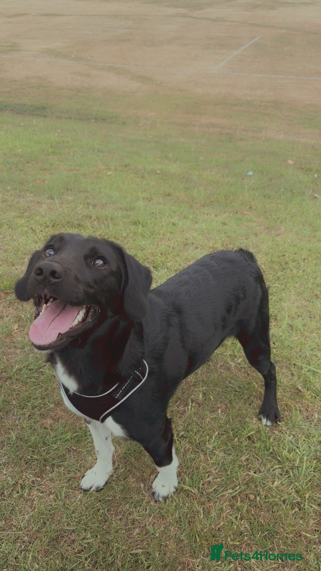 Sprollie dogs for stud: Rocket - Image 3