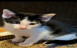 Mixed Breed cats for sale: Blue point siamese x domestic cat - Image 16