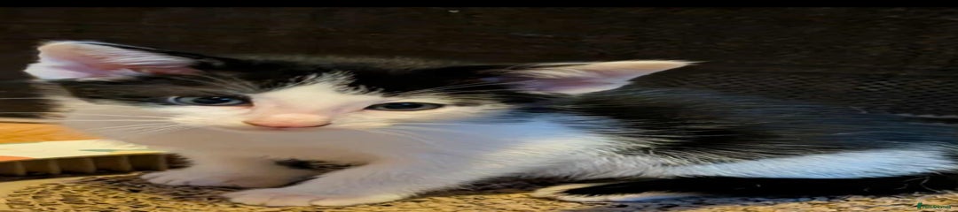 Kitten 4(Light blue)