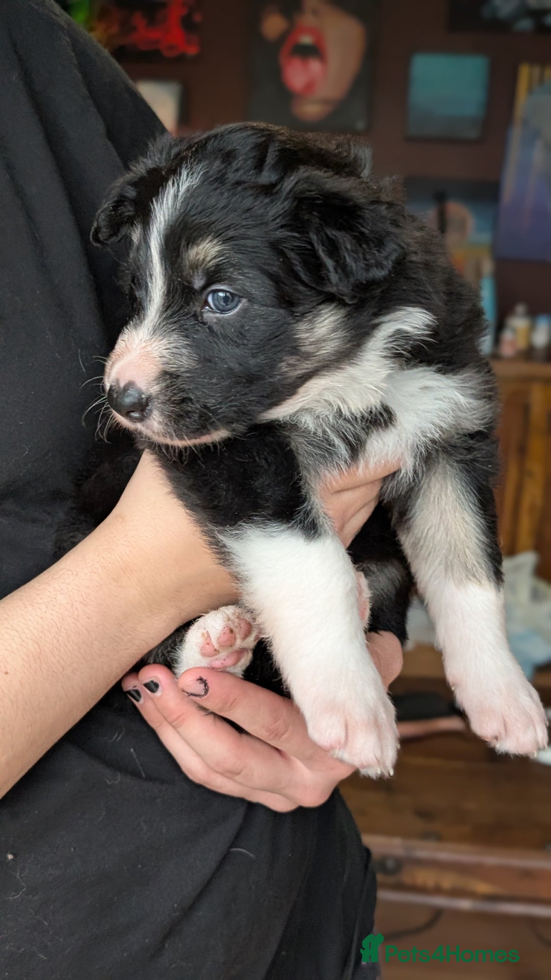 Mixed Breed dogs for sale: Shollie Pups Mid Feb! (German ShepxBorder Collie) - Advert 8