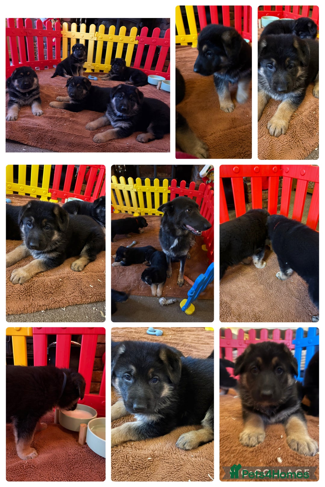 German Shepherd dogs for sale: German shepherd puppies for sale  - Advert 5
