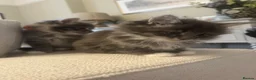 Maine Coon cats for sale: Beautiful fluffy Maine Coon x kittens - Advert 18