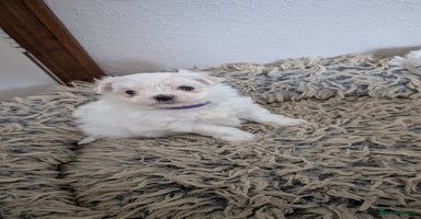 Maltese dogs - Advert 6