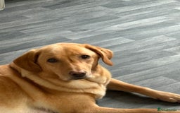 Goldador dogs for sale: Goldador puppies  - Advert 11