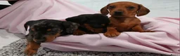 Miniature Dachshund dogs for sale: Miniature dachshund puppy's  - Advert 5
