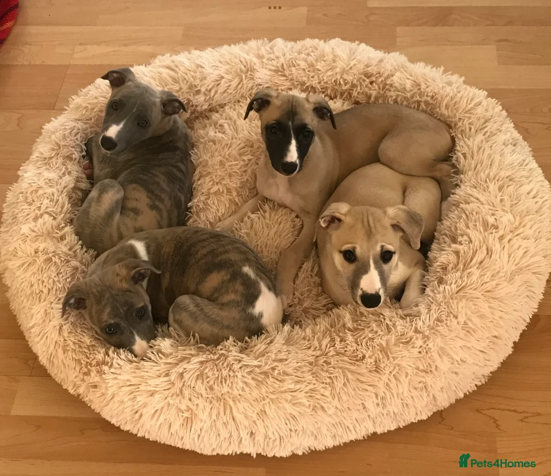 Whippet dogs for stud: KC Reg Heart Tested Gorgeous Fawn Whippet at Stud  in Bristol - Advert 20