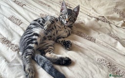 British Shorthair cats for sale: 🐾 Adorable Kittens Looking for  Home! 🐾 - Image 12