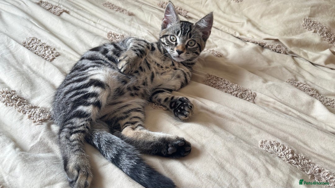 British Shorthair cats for sale: 🐾 Adorable Kittens Looking for  Home! 🐾 - Image 12