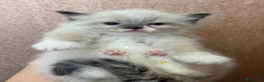 Ragdoll 2