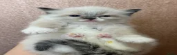 Ragdoll cats for sale: Beautiful Ragdoll kittens  - Advert 6