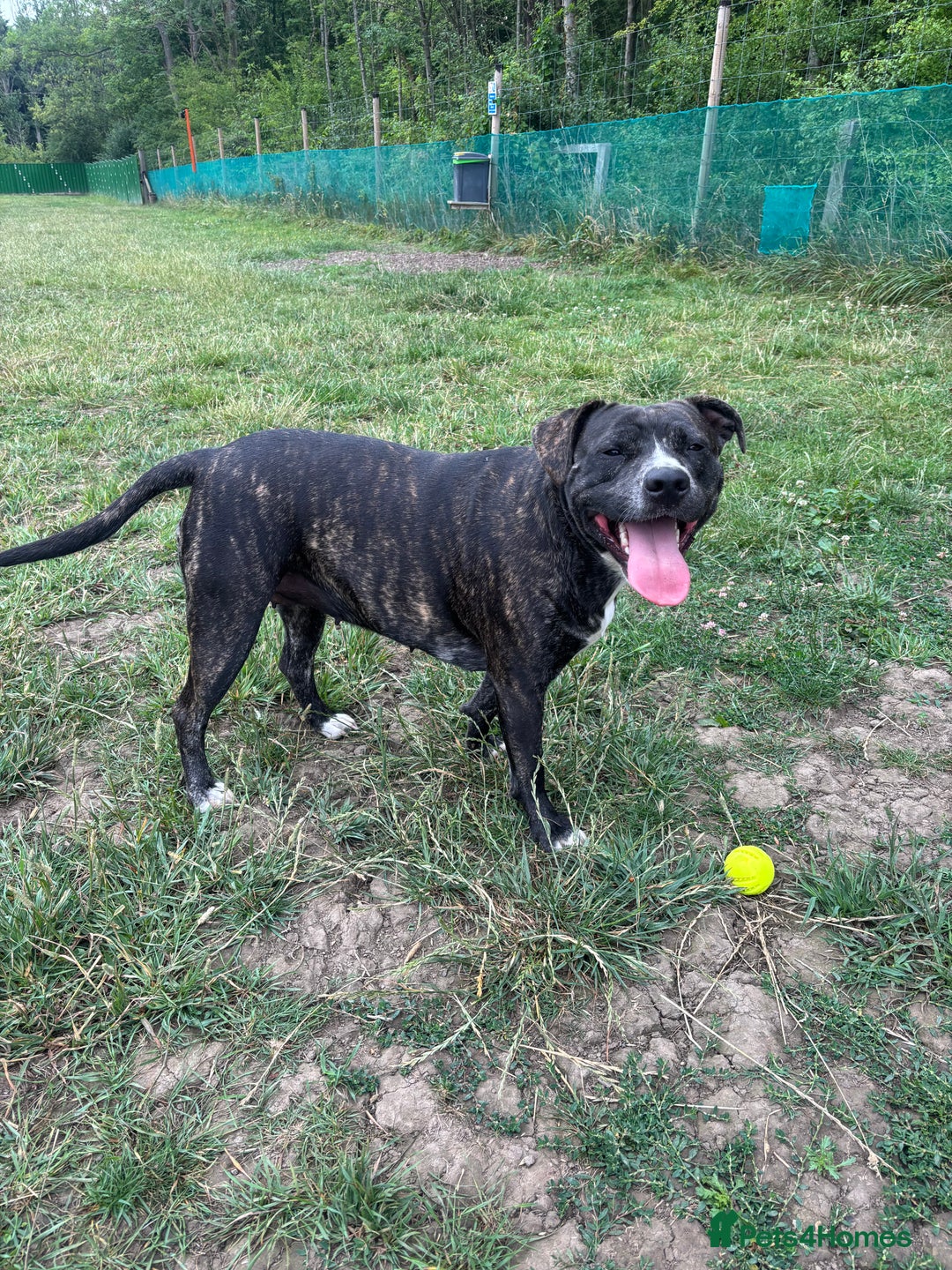 Mixed Breed dogs for sale: 2 male 1 female dog for sale - Image 8