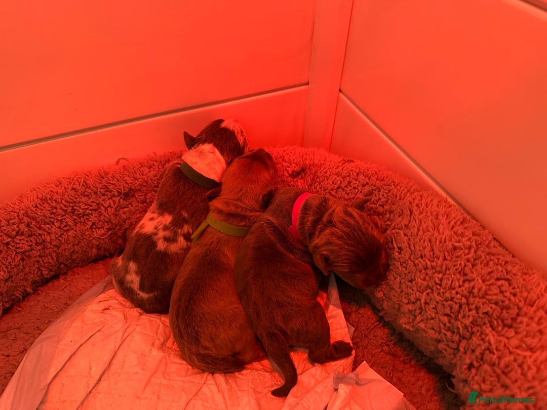 Mixed Breed dogs for sale: STUNNING!!! Staffy Cross Puppies!!! - Image 2
