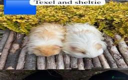 Guinea Pig rodents for sale: Beautiful baby male guinea pigs ready now and soon - Image 6