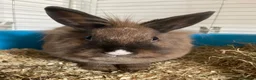 Lionhead rabbits for sale: 5 year old Lionhead named Dolly!  in Runcorn - Advert 3