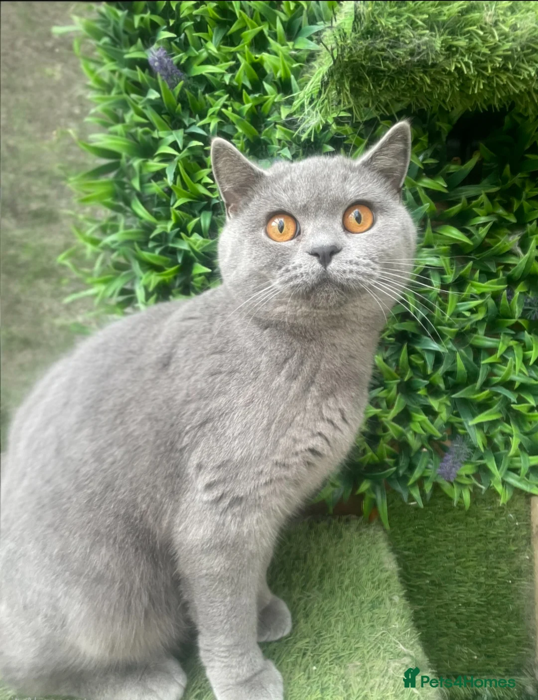 Mixed Breed cats for sale: Beautiful british short hair cross ragdoll kittens - Advert 8