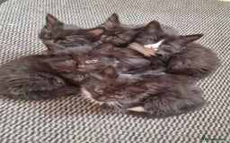 Ragdoll cats for sale: 6 Ragdoll x kittens, available now - Image 2