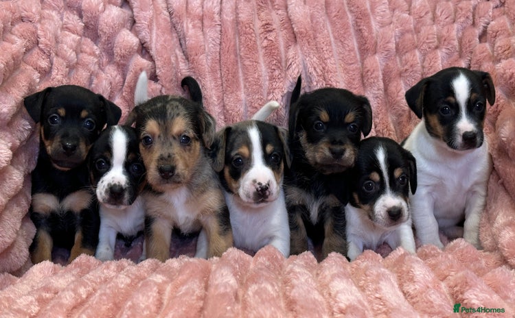 Jack Russell dogs - Advert 3