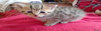 Mixed Breed Kitten 1 **RESERVED**