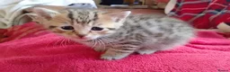 Mixed Breed cats for sale: Cat short hair british - Advert 7