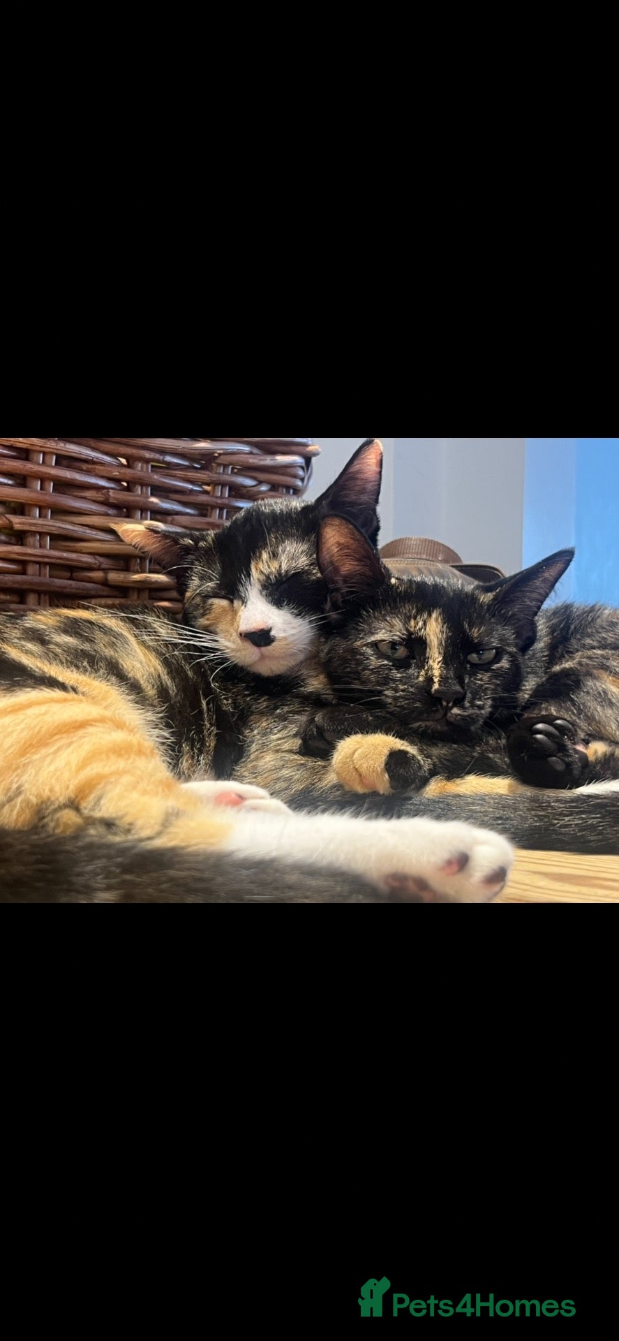 Mixed Breed cats Sisters together  - Advert 2