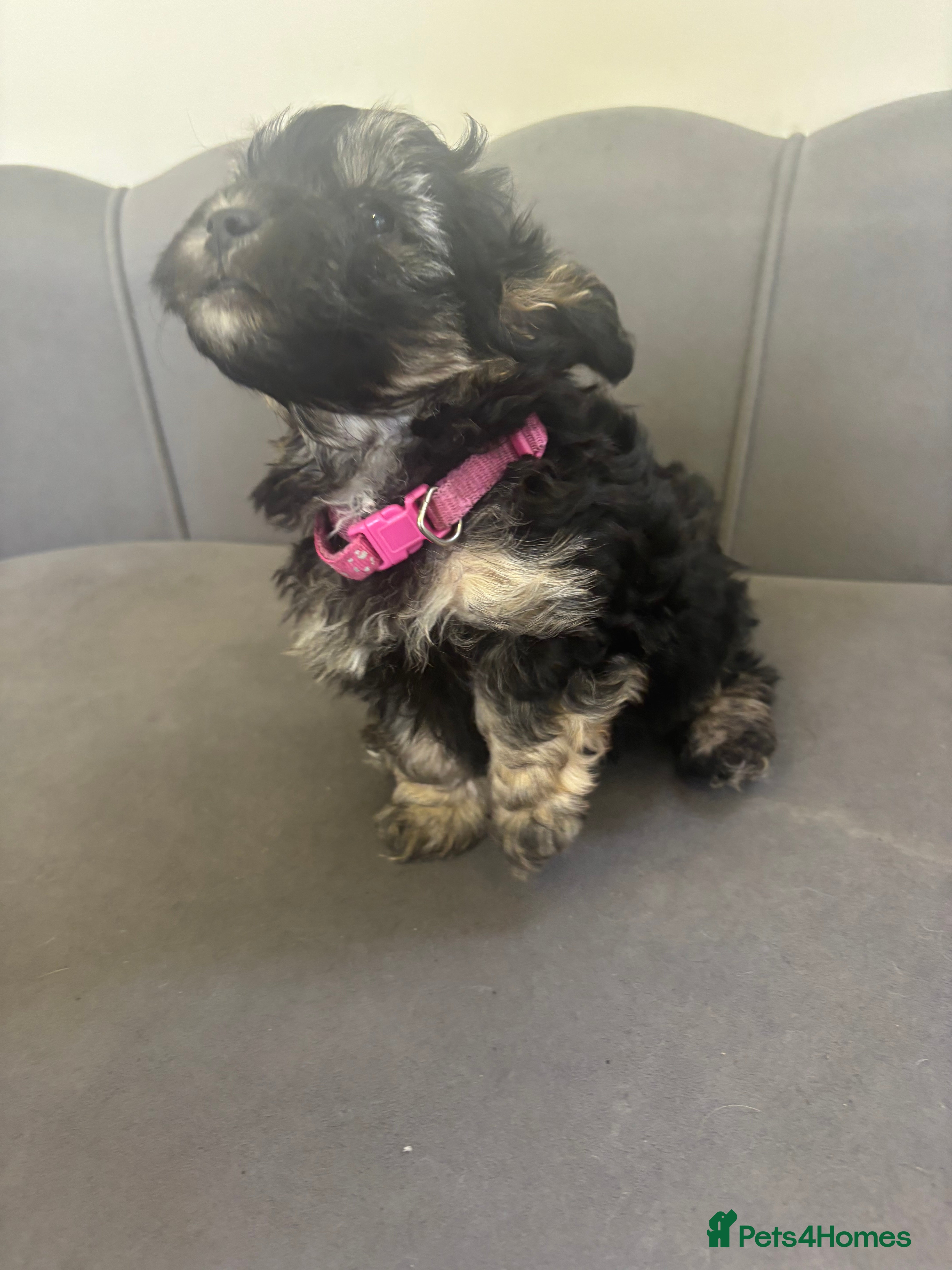 Maltipoo dogs Gorgeous F1 Toy Maltipoo Pups - Advert 2