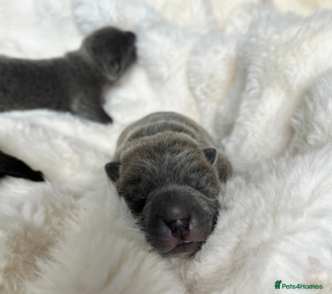 Mixed Breed dogs for sale: ChowPei Pups  - Image 9