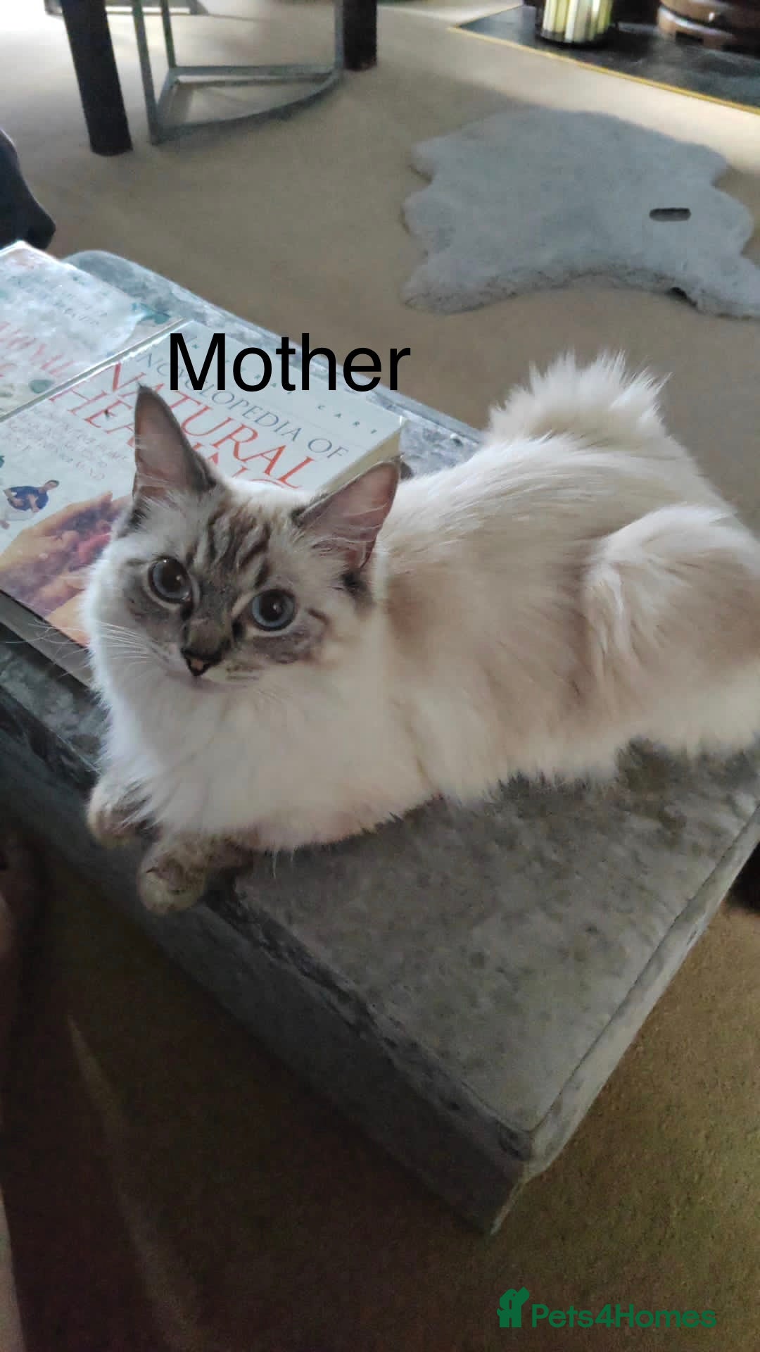 Ragdoll cats 💖Fabulous Pure Ragdoll Kittens Waiting for Love❤️ - Advert 2