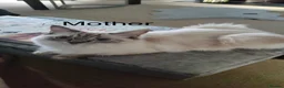 Ragdoll cats for sale: 💖Fabulous Pure Ragdoll Kittens Waiting for Love❤️ - Advert 33