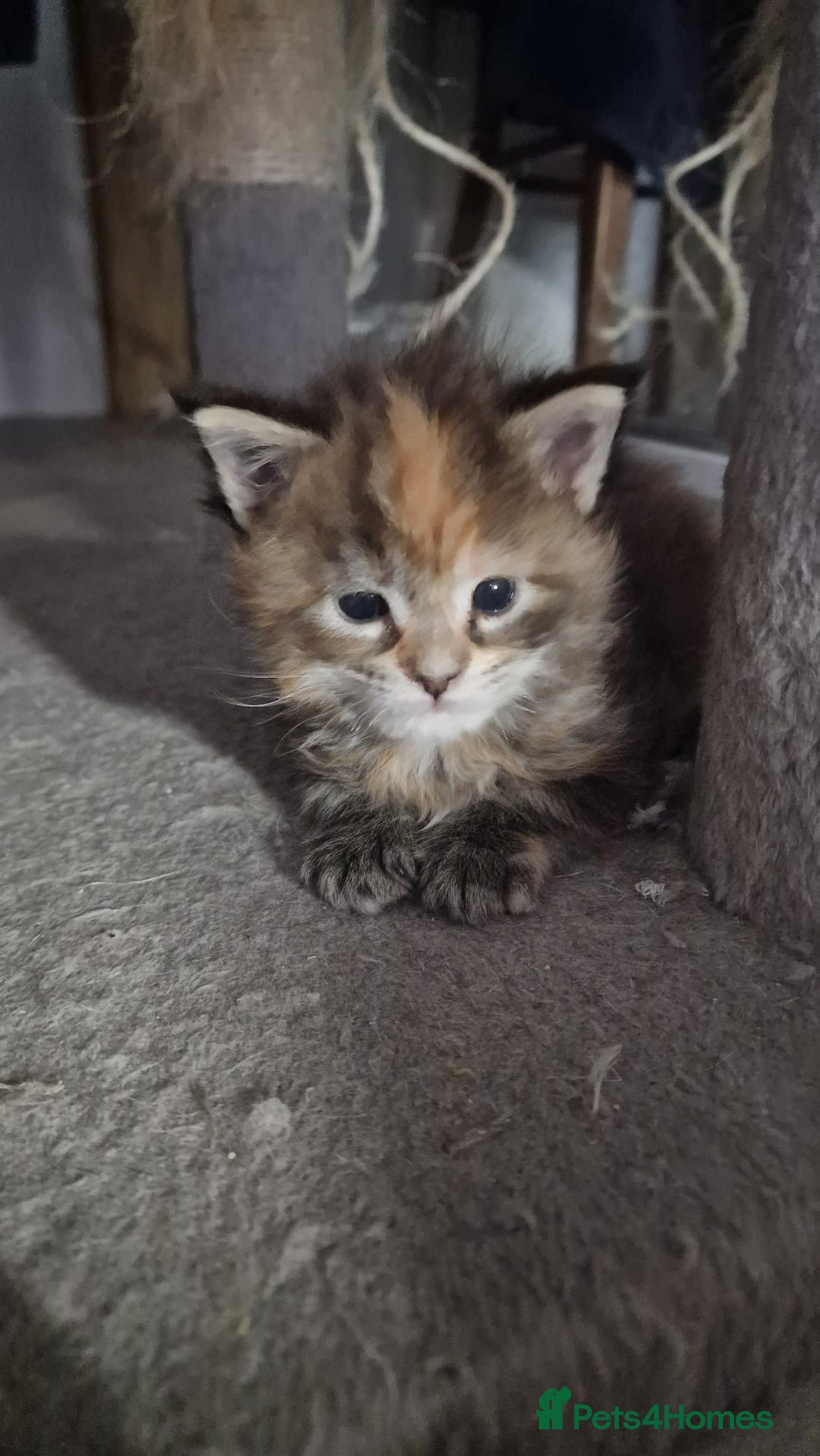 Maine Coon cats for sale: Maine coon kittens - Image 6