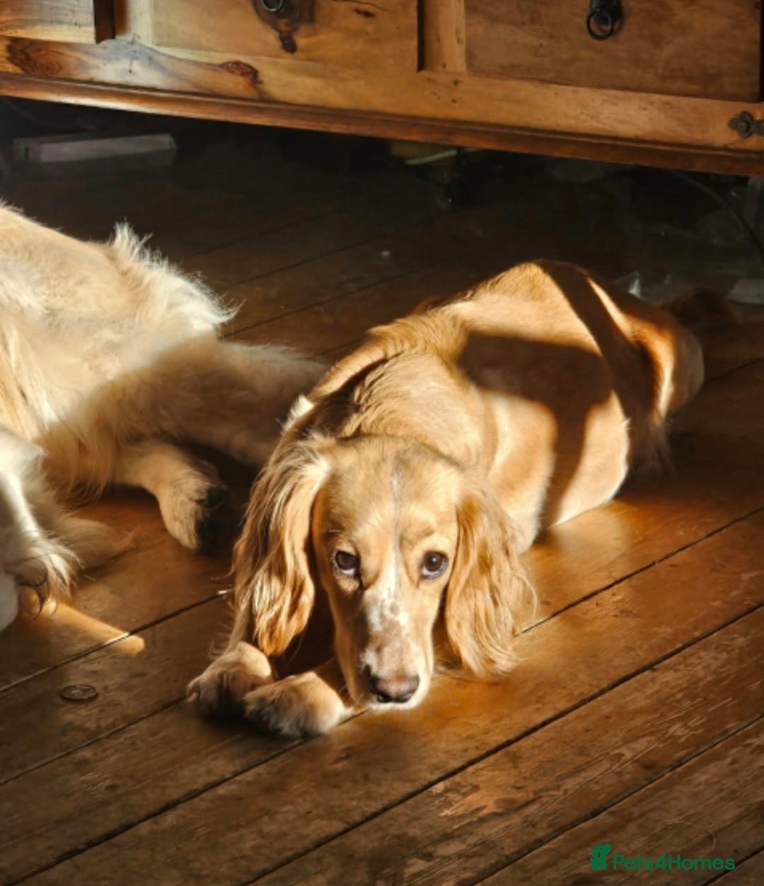 Sprocker dogs for sale: Sprocker Spaniel Puppies - Advert 4