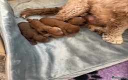 Cavapoo dogs for sale: Cavapoo F1b fully health tested  - Image 3