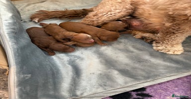 Cavapoo dogs - Advert 2
