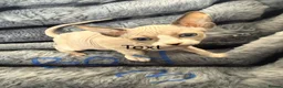 Sphynx cats for sale: sphynx kittens canadian ready to leave now . - Advert 7