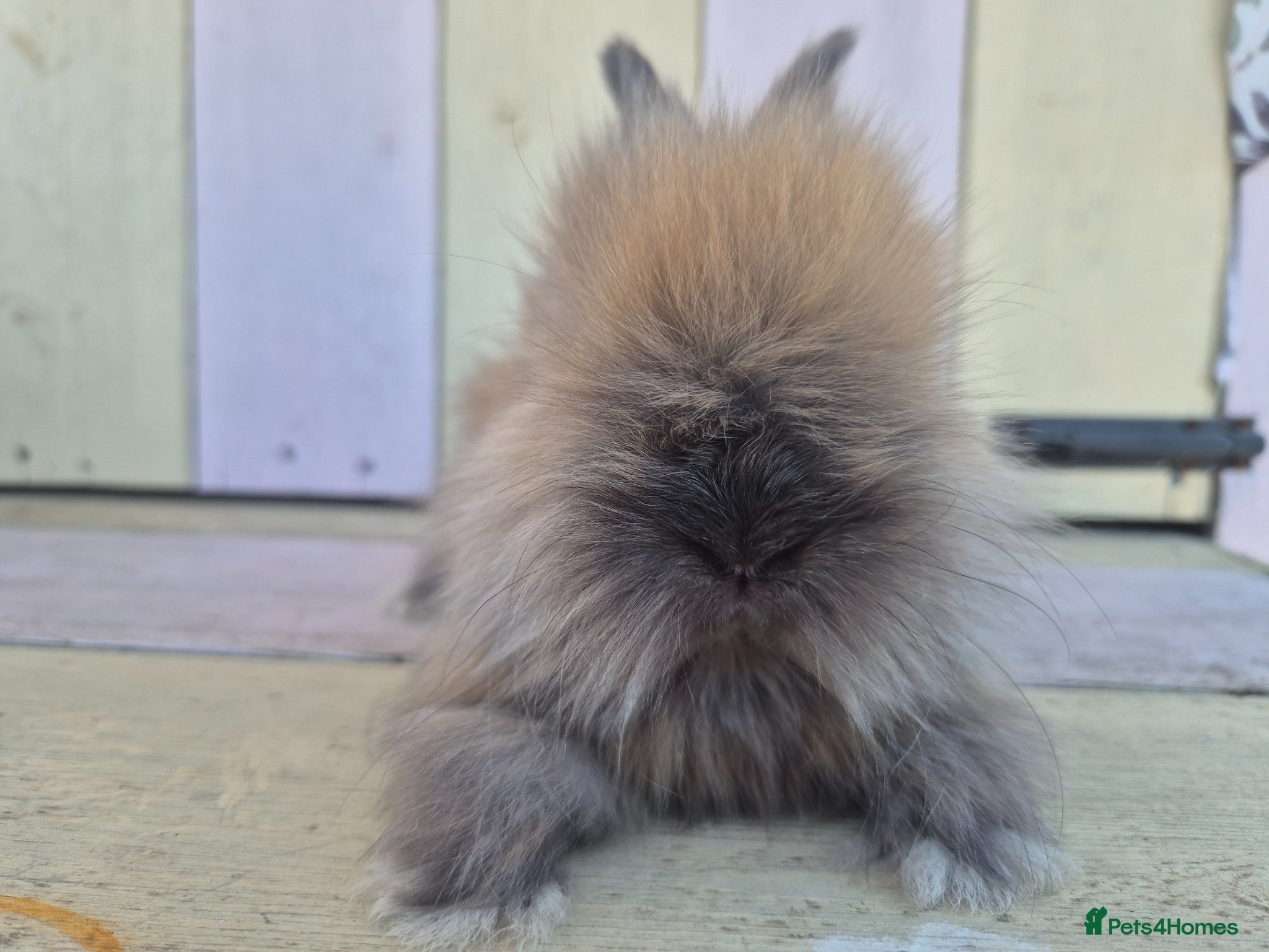 Angora rabbits 🩷 Angora babies-parents imported from🇫🇷  - Advert 1